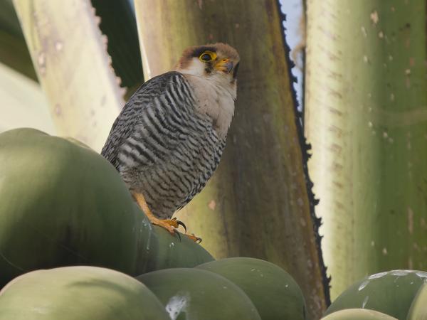 <h3><a href="/trips/gambia/biota/animalia/chordata/aves/018 falconiformes/001 falconidae/falco chicquera/falco chicquera-nl.html">Falco&nbsp;chicquera</a> / Red‑necked&nbsp;falcon / Roodkopsmelleken</h3>OM-1 Mark II met OLYMPUS M.150-400mm F4.5 TC, 1/2000 sec  bij F5.6, ISO 1000, afstand 18.6&nbsp;m